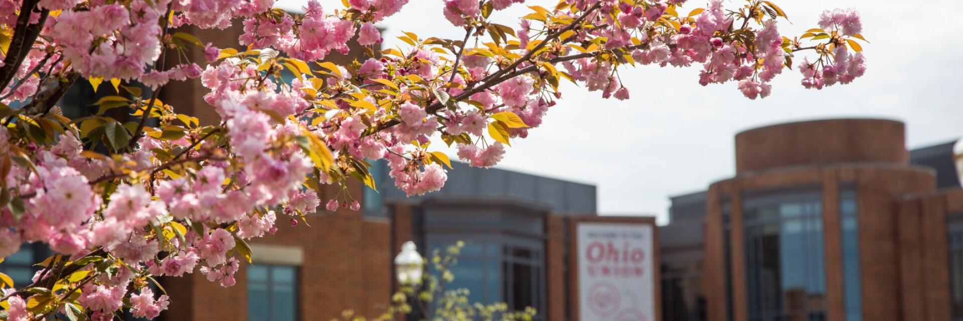 Spring blooms in front of the Ohio Union